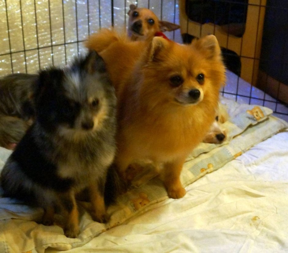 Фейхоа чихуахуа