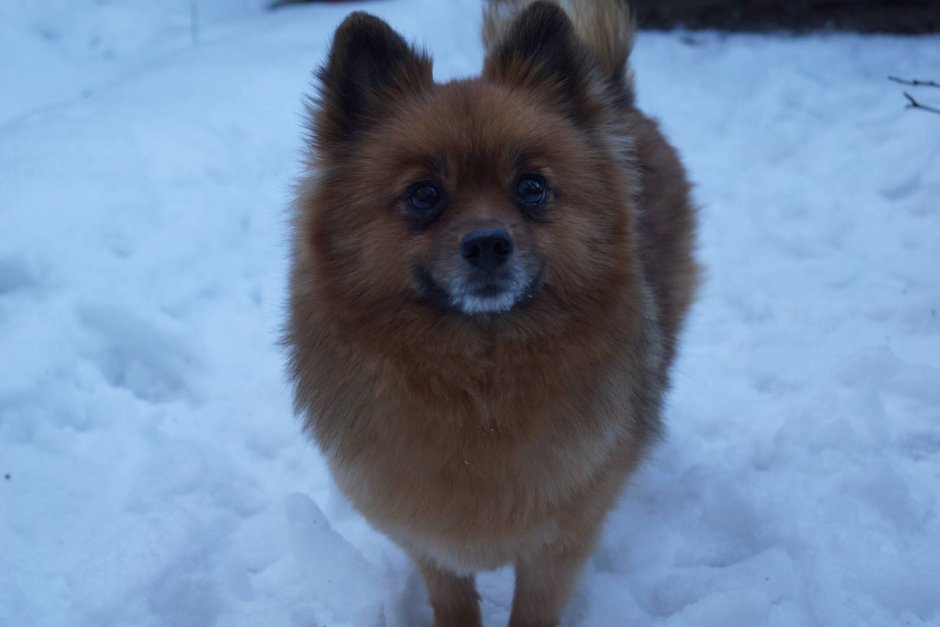 Метис тоя и шпица