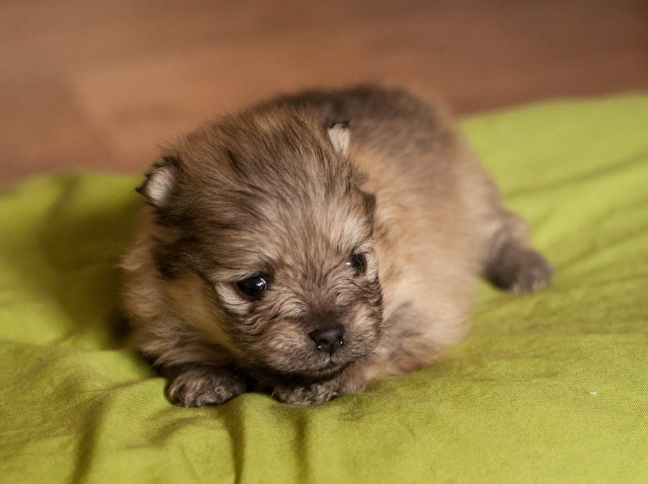 Помесь шпица и Йорка