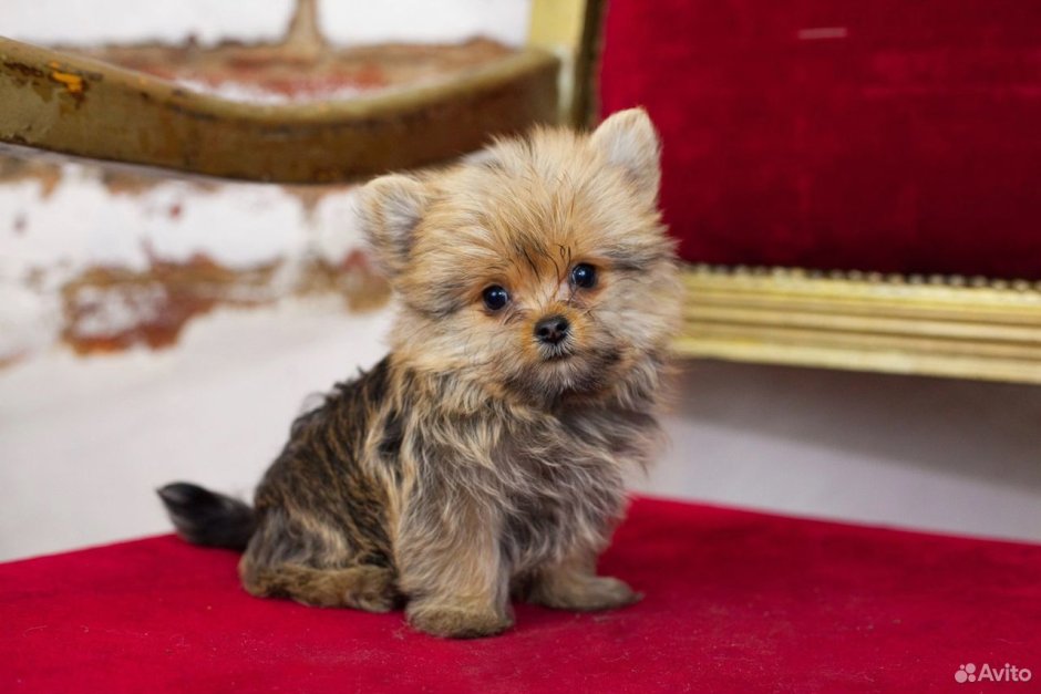 Йоркшир терьер