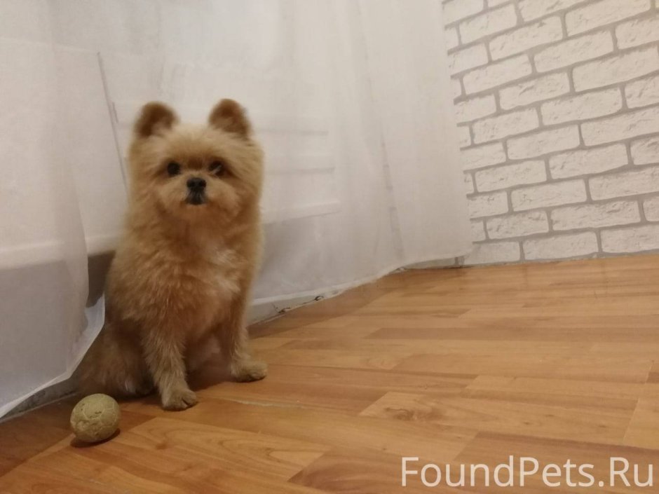 Йоркширский терьер и пудель помесь