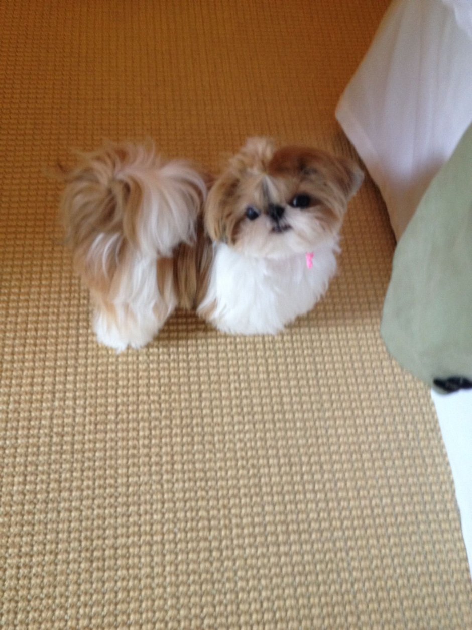 Помесь померанского шпица