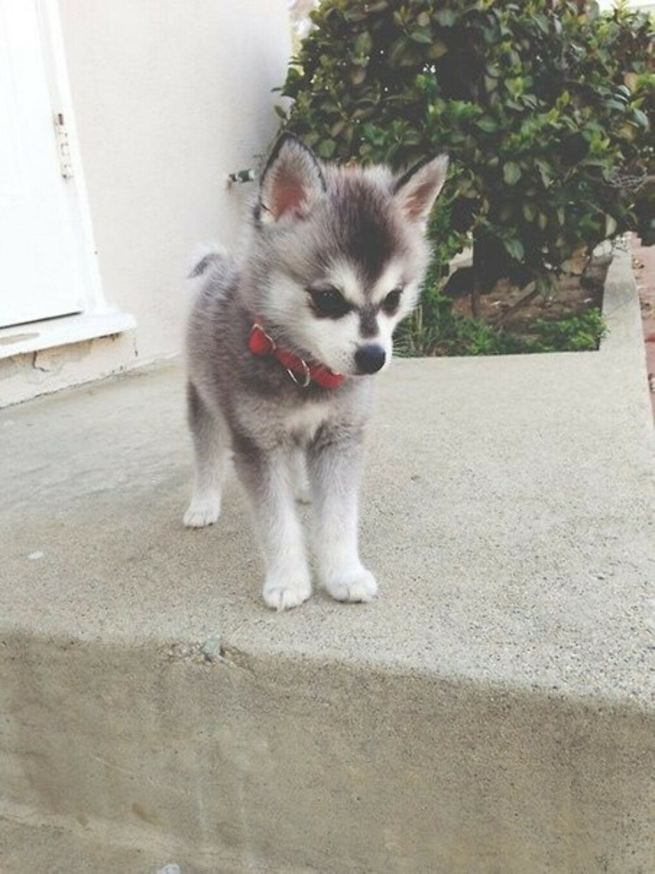 Щенки шпица и Йорка