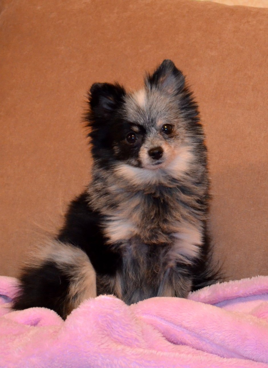 Метис шпица и пекинеса