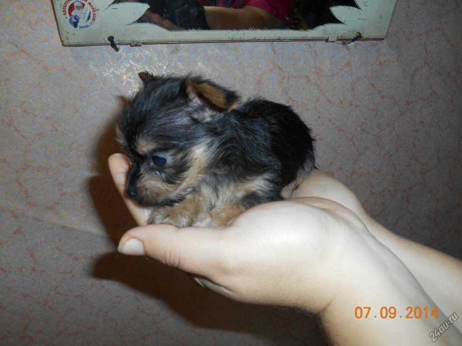 Метис тоя и Йорка