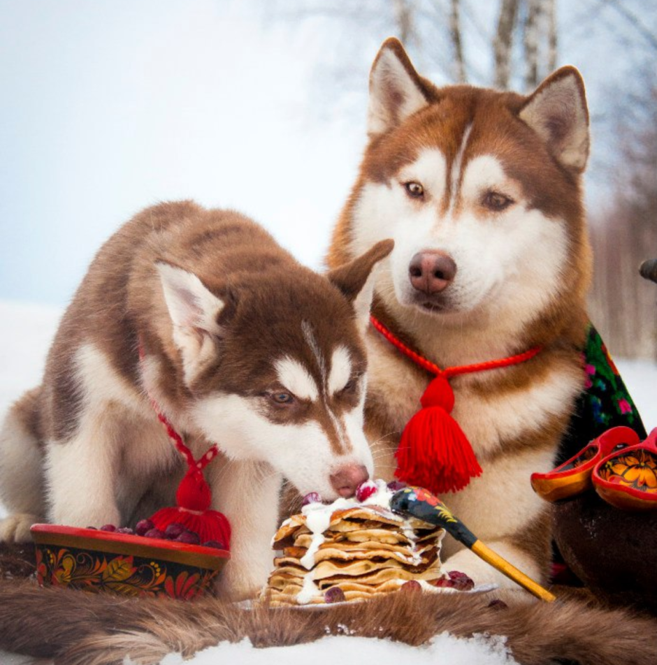 Хаски Хаус