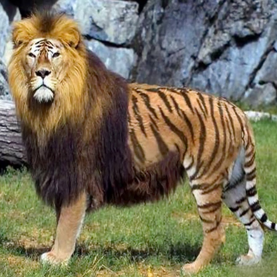 Лигр Аполлон