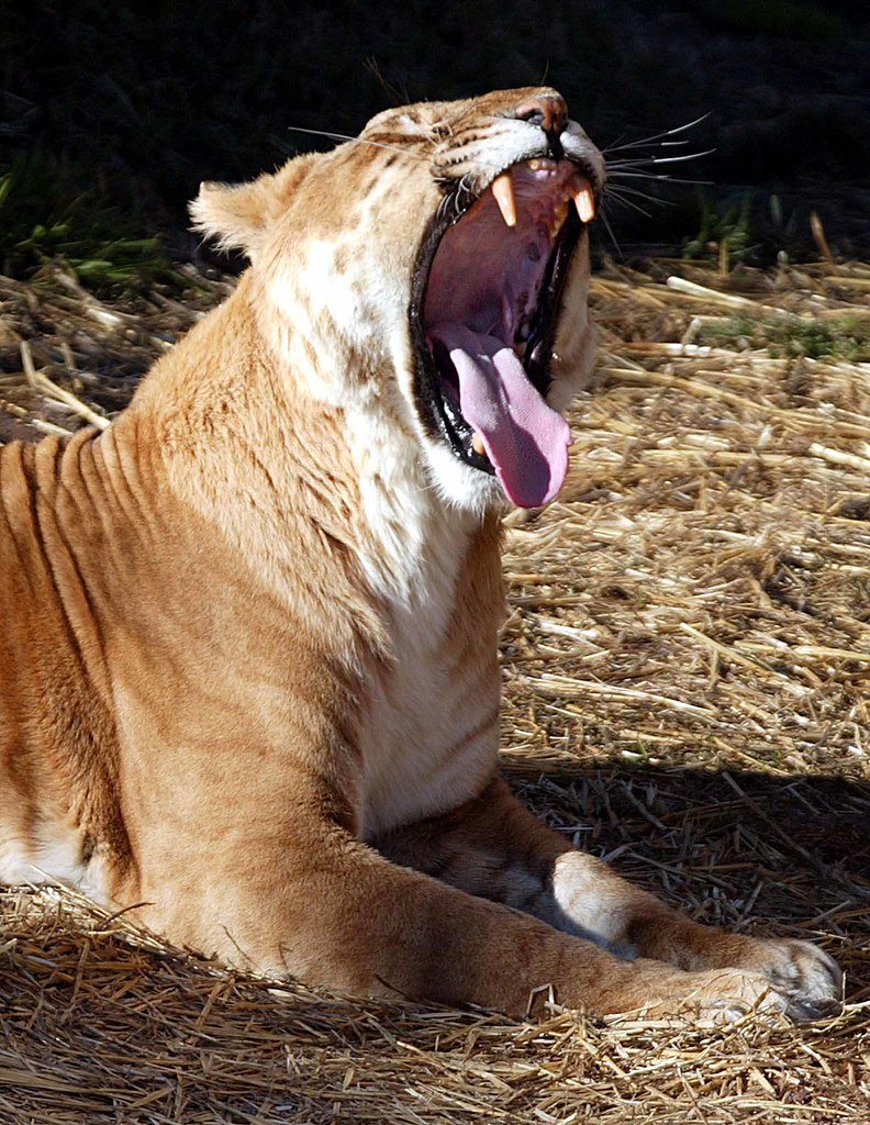 Лев и тигр скрещенные