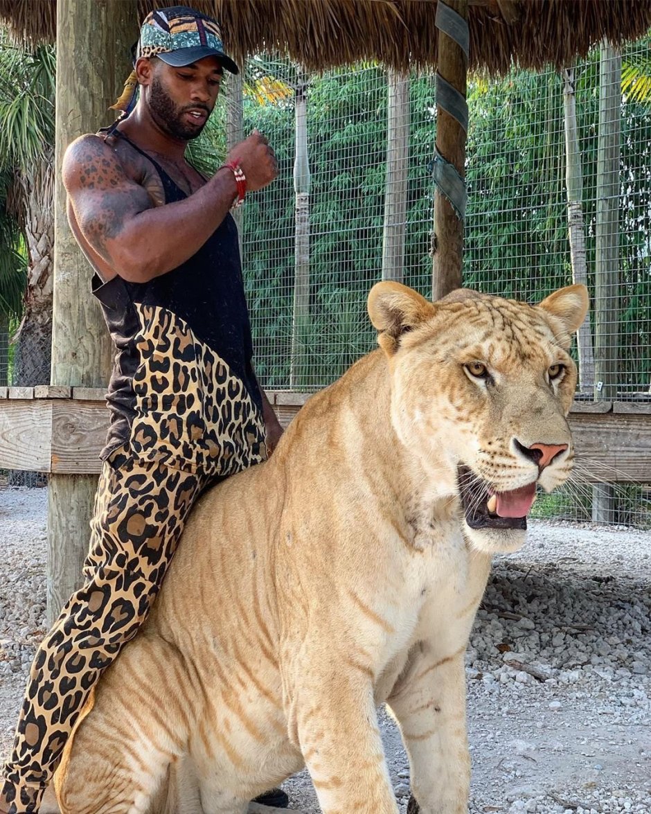 Лигр гибрид Льва и тигра