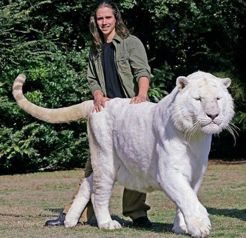 Марози гибрид