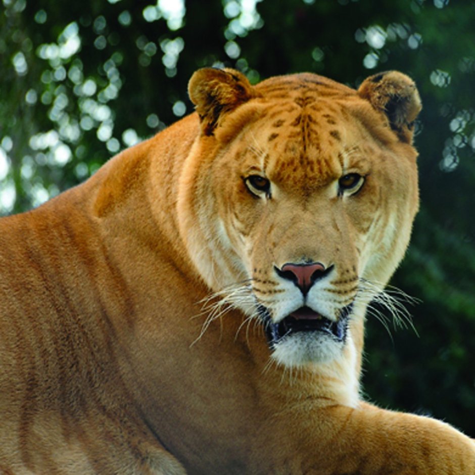 Лигр Геркулес