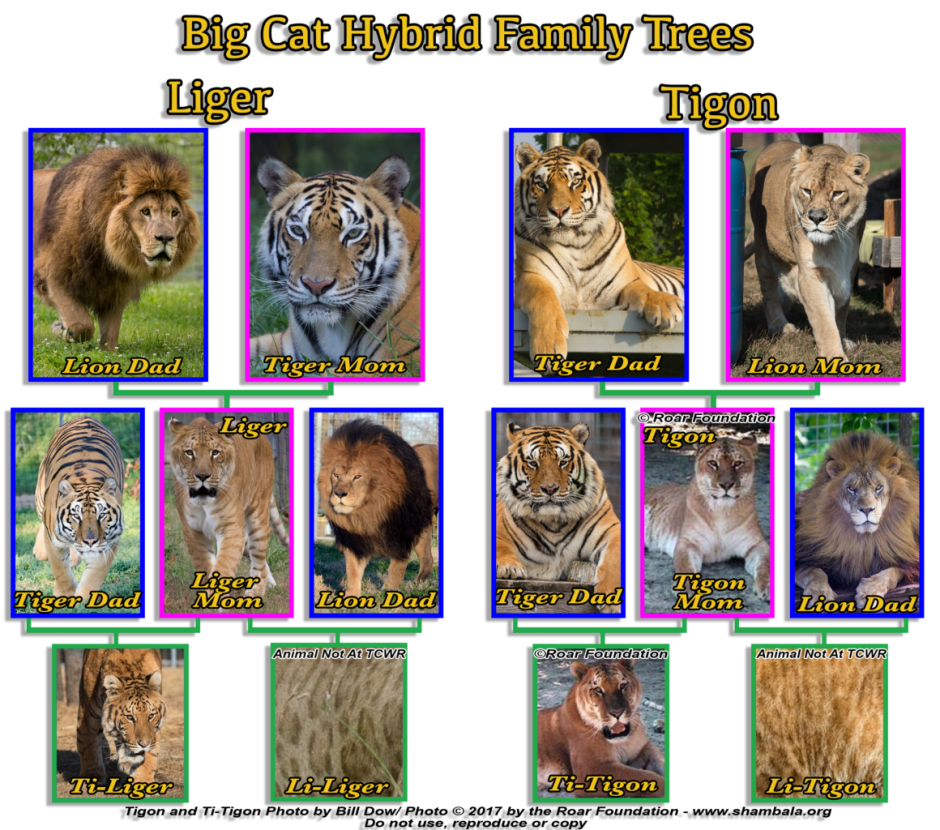 Тигролев и Лигр