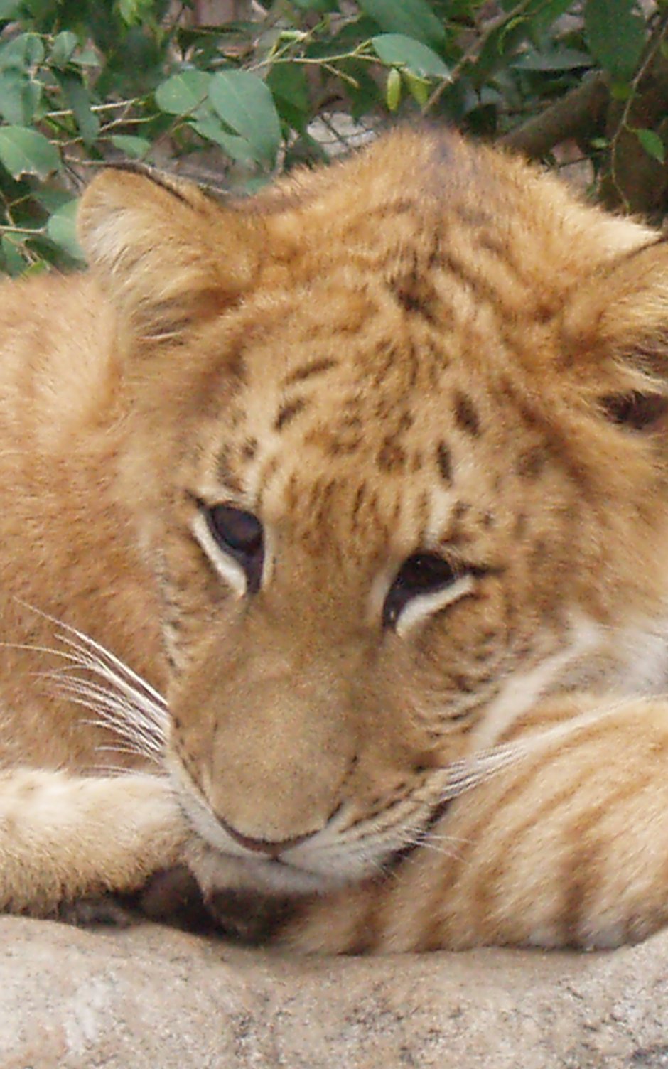 Лигр мабскила