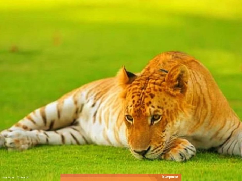 Лигр Лигр Геркулес