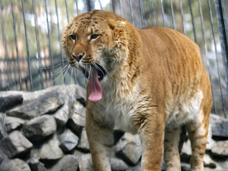 Референс персонажа тигра