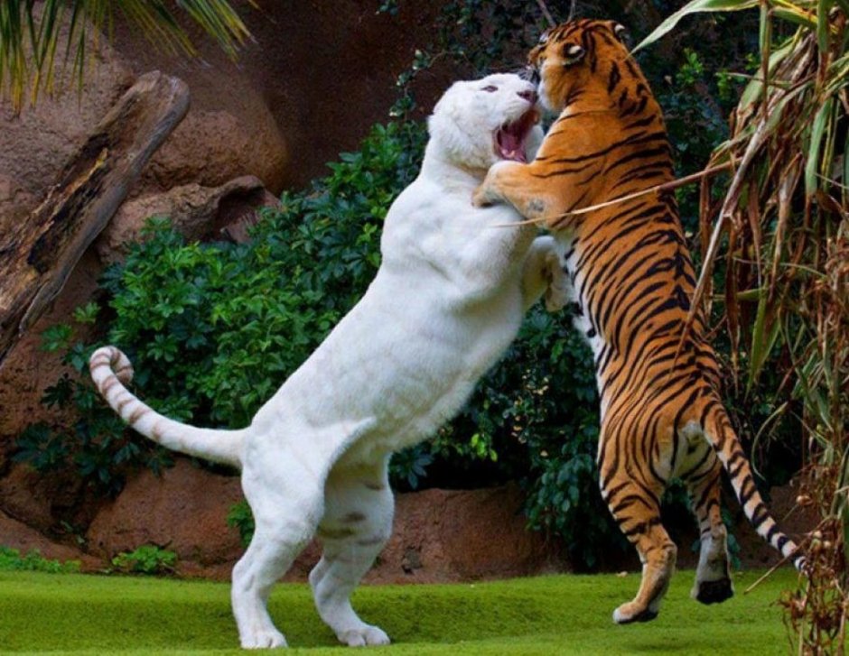 Лигр гибрид Льва и тигра
