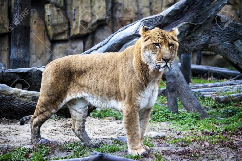 Тигролев Казимир