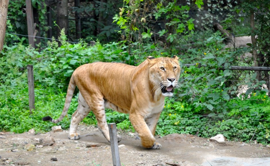 ТИГОН животное