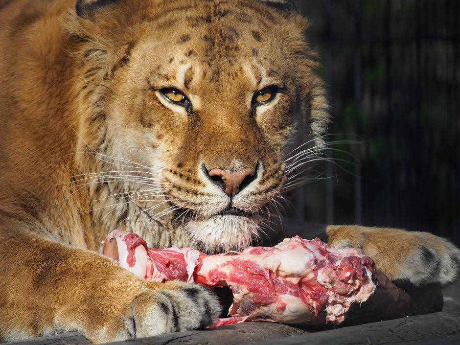 Лигр в Новосибирском зоопарке
