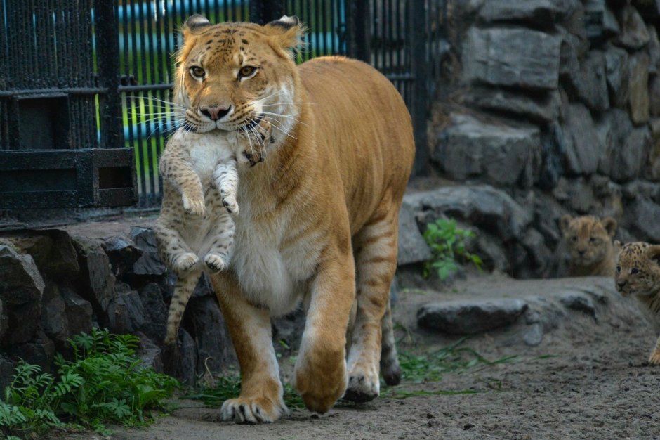Лигр и тигролев Геркулес