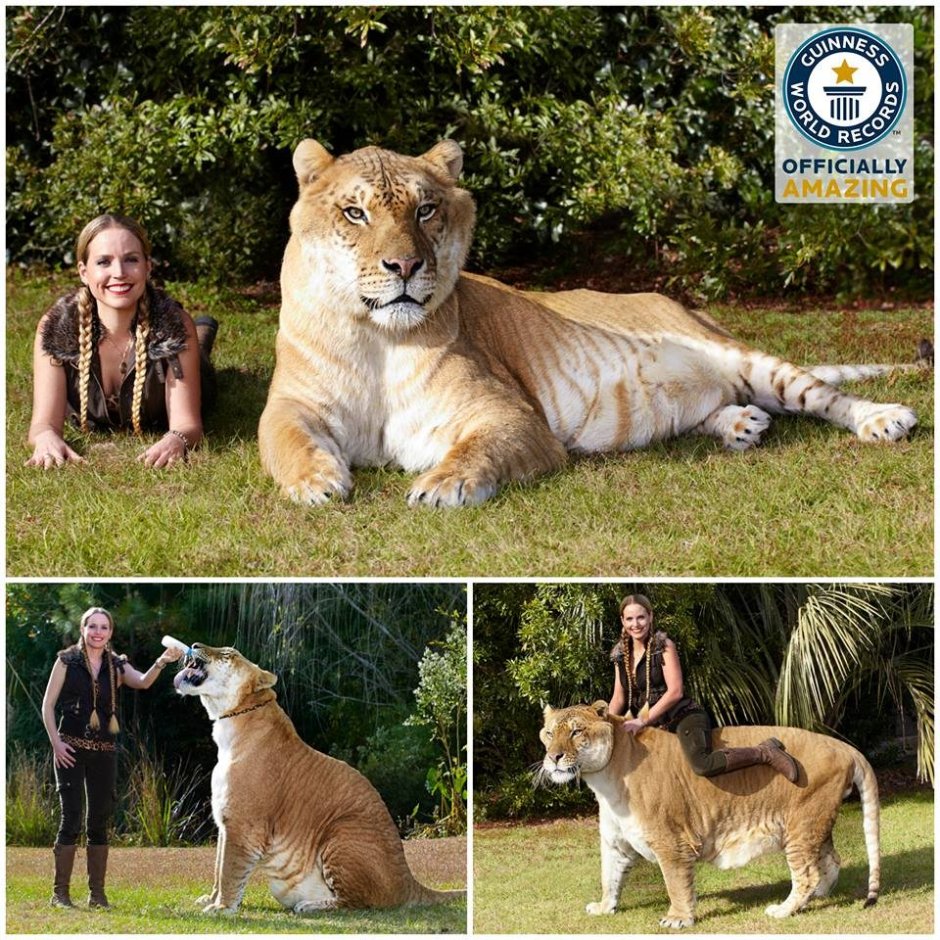 Тигр и Лев рядом