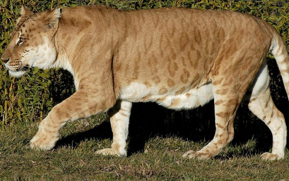 Тигролев Геркулес