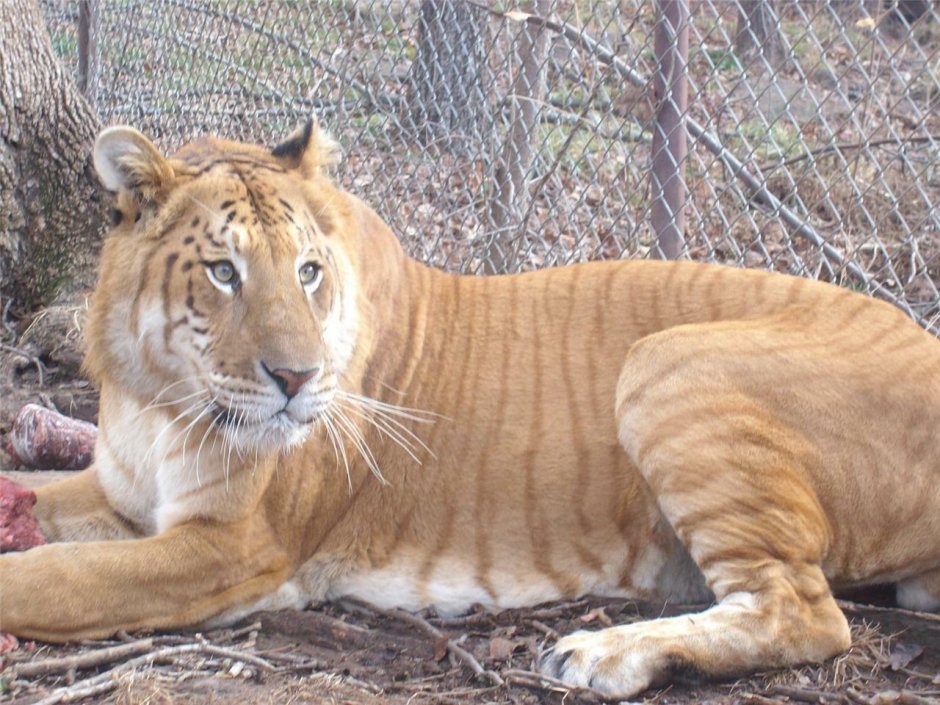 Лигр схватка