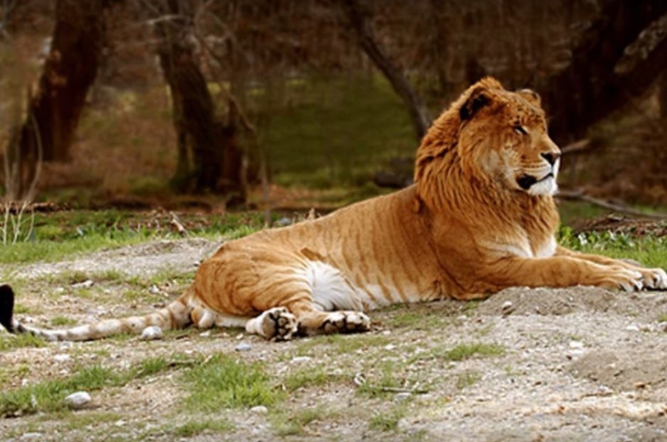 ТИГОН И Лигр отличия