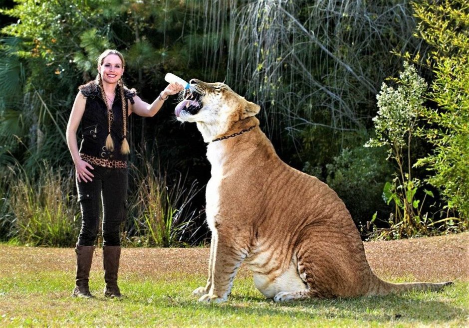 Тигролев Казимир Тайган