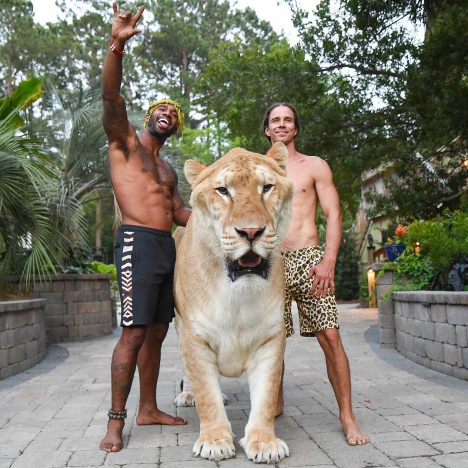 Лигр Геркулес