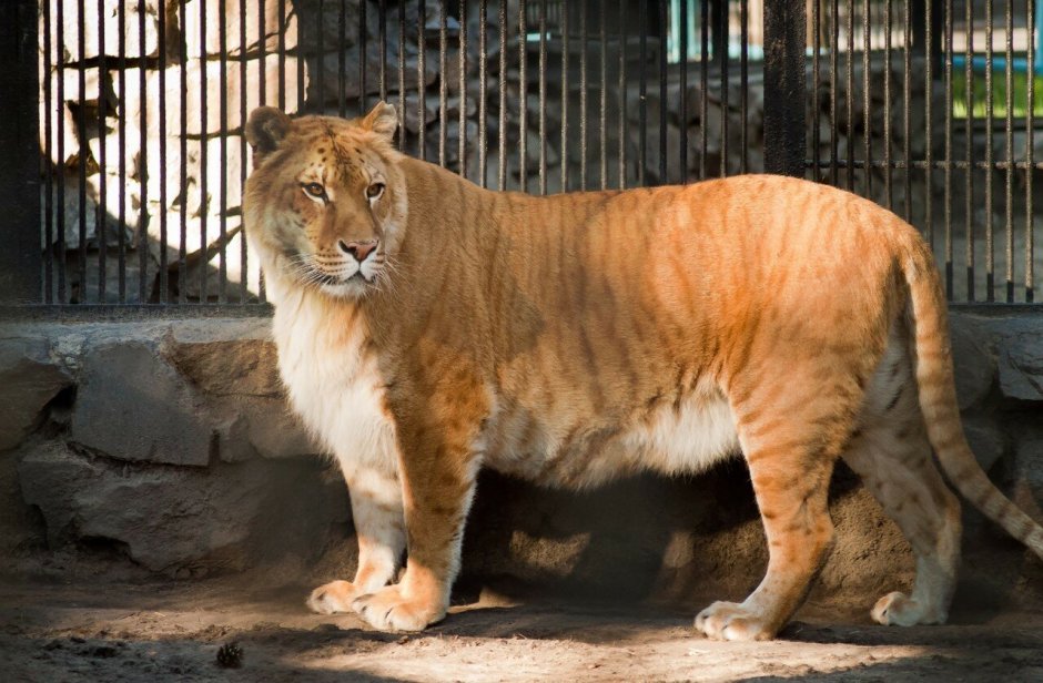 Лигр и тигролев Геркулес