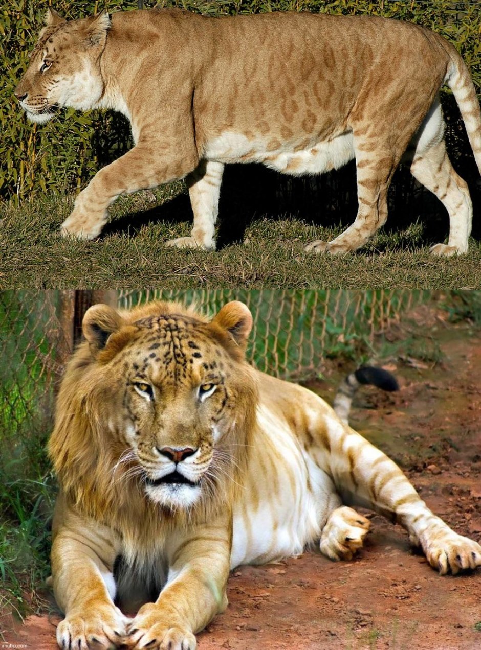 Самая большая кошка в мире Дикая Лигр