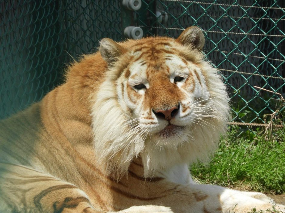 Лигр гибрид Льва и тигра