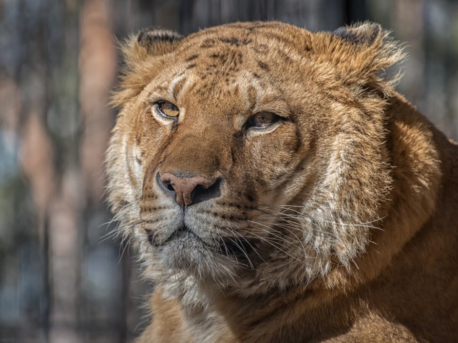 ТИГОН тигролев