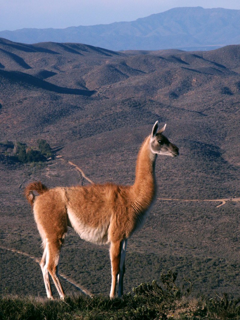 Лама Палуза