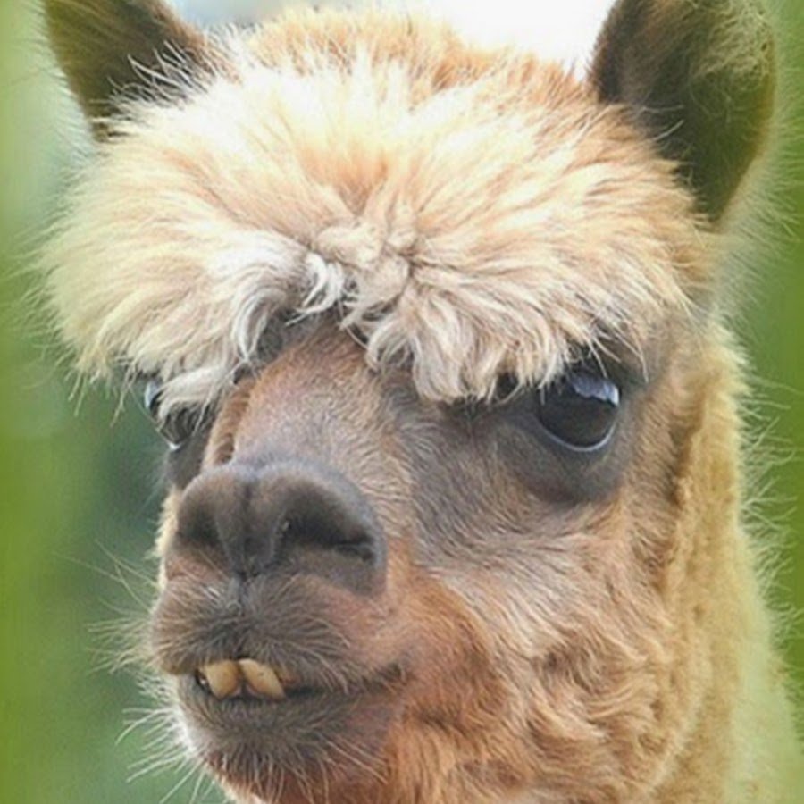 Овца лама альпака