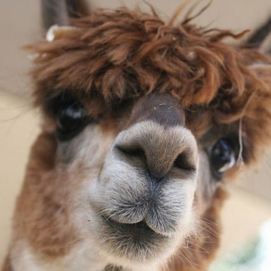 Лама альпака гуанако Викунья