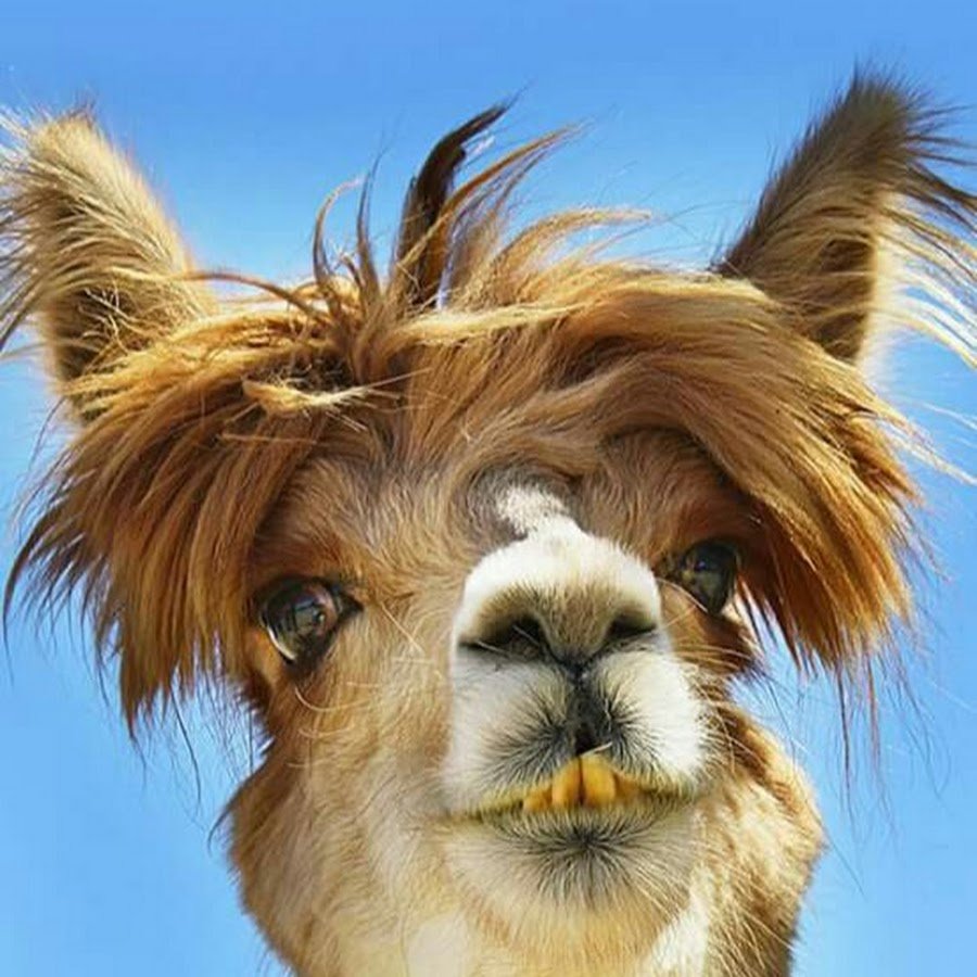 Гуанако в Южной Америке