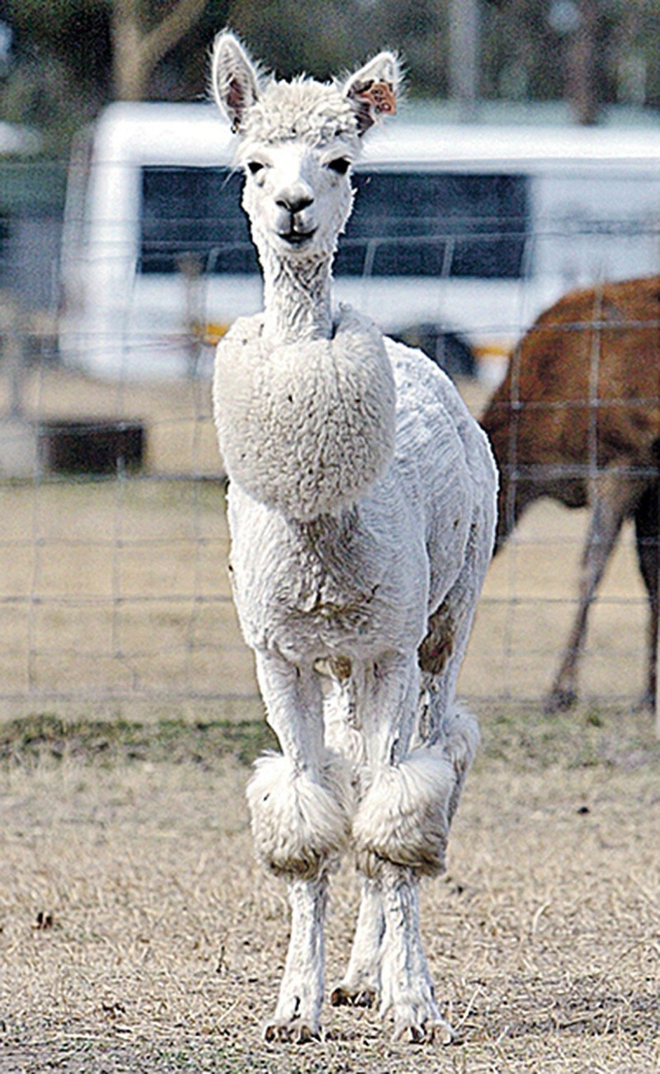 Стриженный альпака и лама