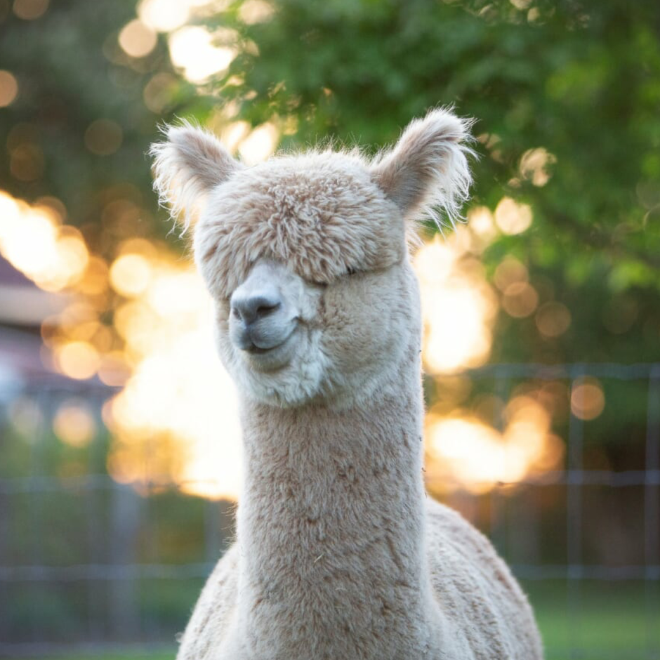 Карликовая лама альпака