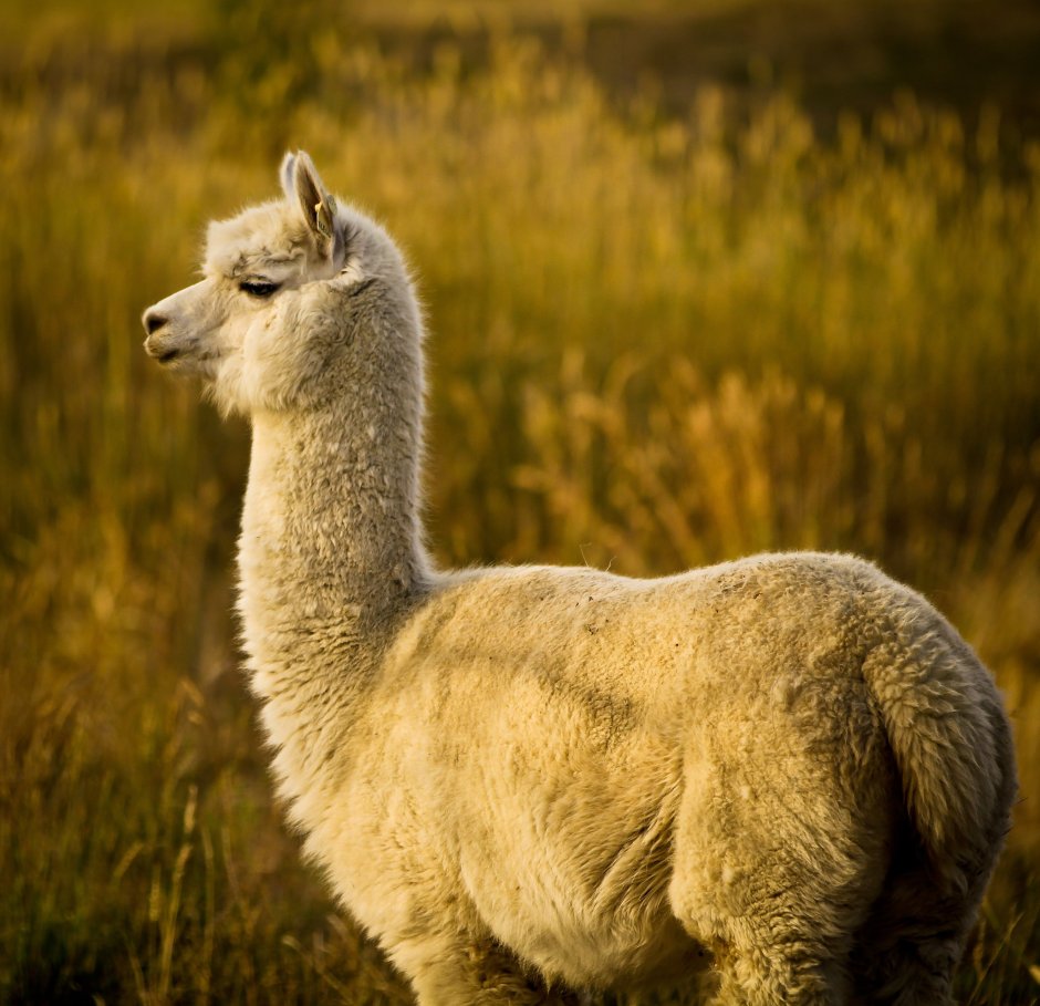 Барнаульский зоопарк лама