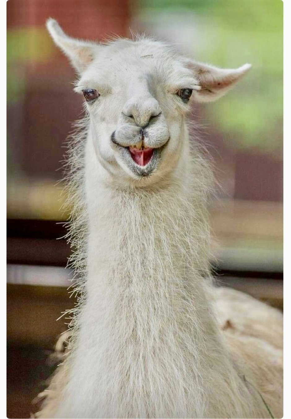 Альпака (Lama Pacos)