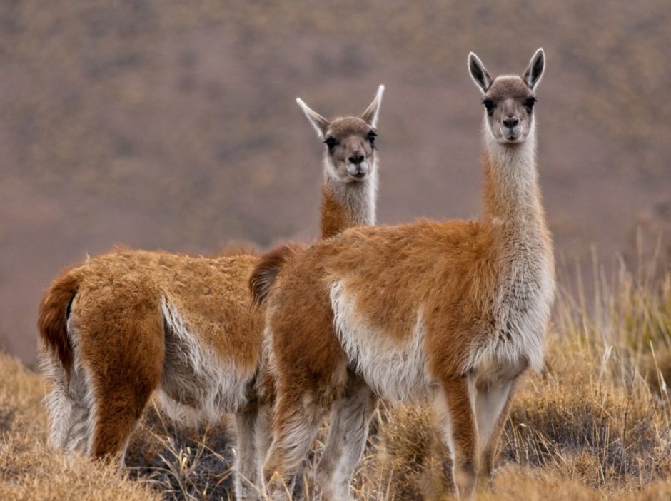 Лама альпака гуанако