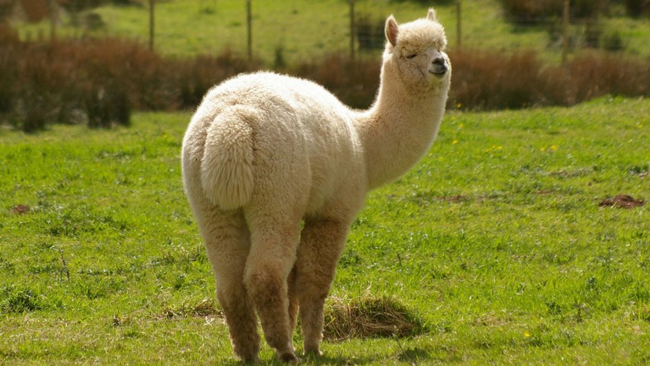 Лама и альпака улыбаются