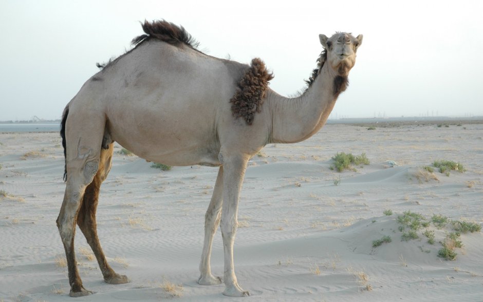 Лама гуанако верхом