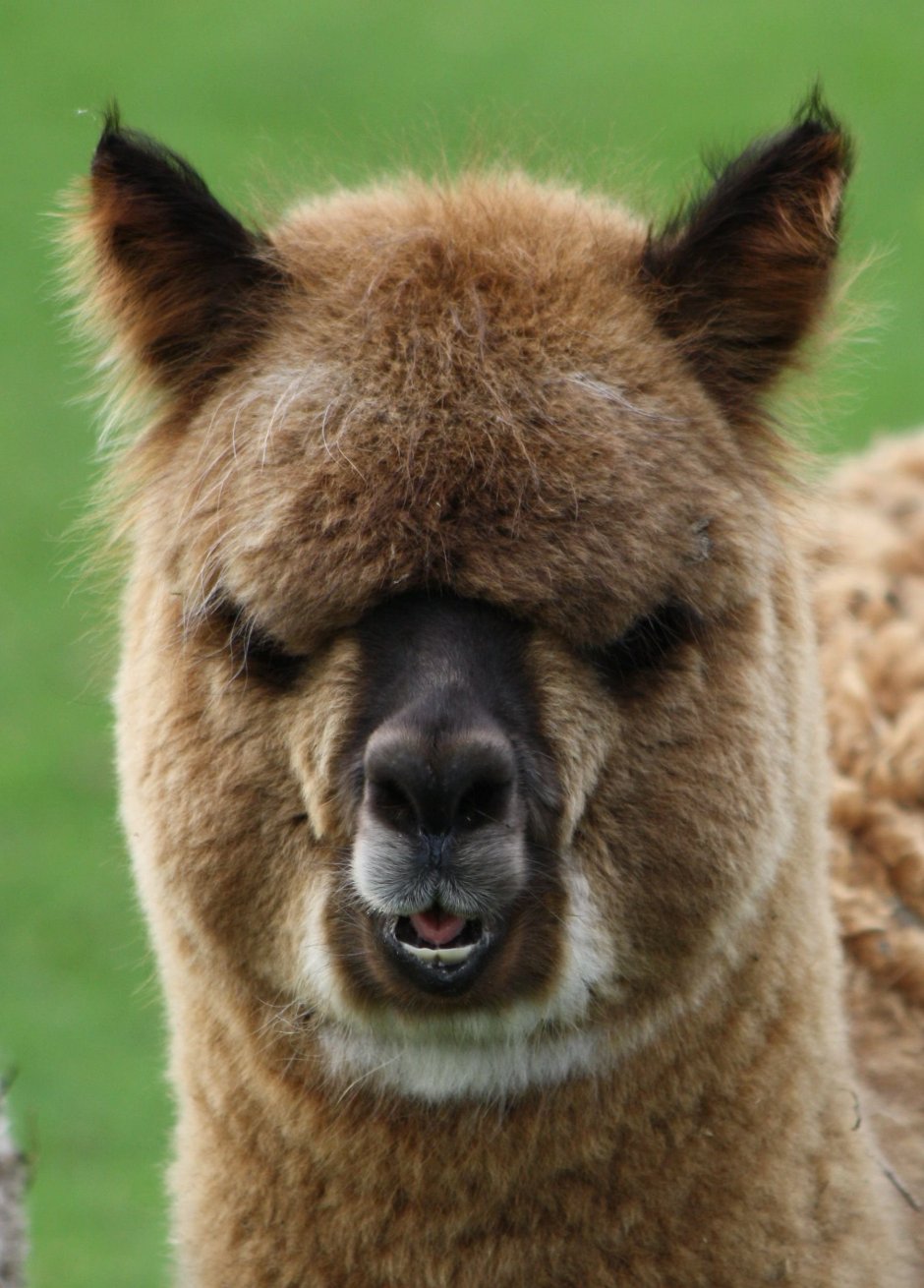 Бэби альпака