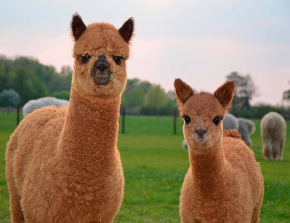 Альпака Южная Америка