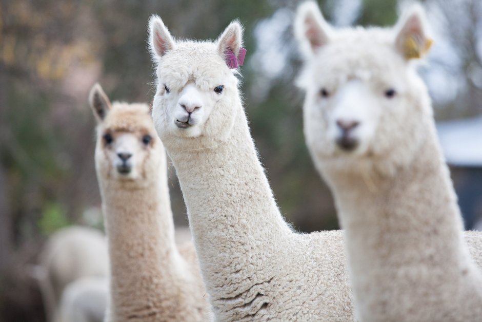 Лама альпака улыбка