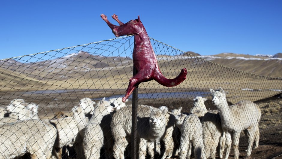 Альпака прическа