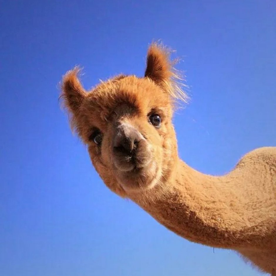 Аргентинский верблюдоид